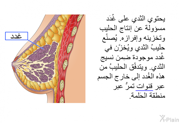 يحتوي الثدي على غُدَد مسؤولة عن إنتاج الحليب وتخزينه وإفرازه. يُصنَّع حليبُ الثدي ويُخزَّن في غُدد موجودة ضِمن نسيج الثدي. ويتدفَّق الحليبُ من هذه الغُدد إلى خارج الجسم عبر قنوات تمرُّ عبر منطقة الحَلمة.