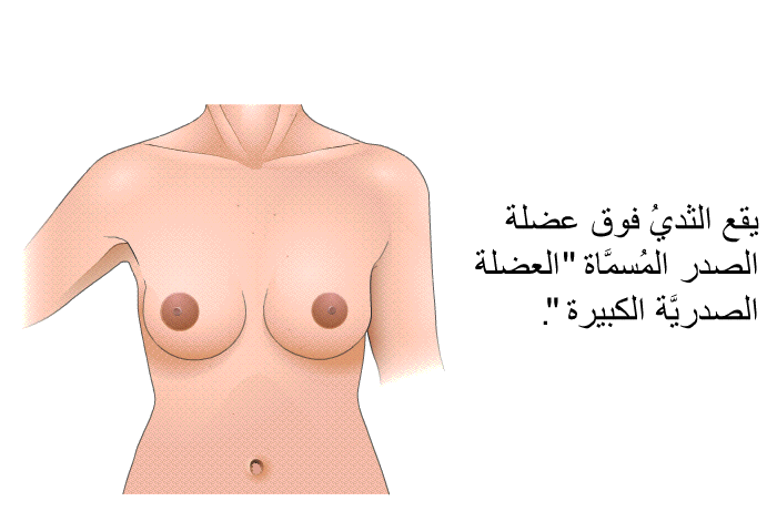 يقع الثديُ فوق عضلة الصدر المُسمَّاة "العضلة الصدريَّة الكبيرة".