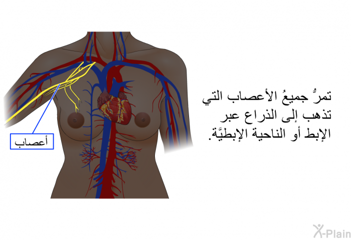 تمرُّ جميعُ الأعصاب التي تذهب إلى الذراع عبر الإبط أو الناحية الإبطيَّة.