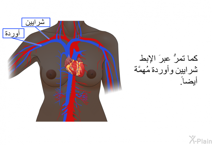 كما تمرُّ عبرَ الإبط شرايين وأوردة مُهمَّة أيضاً.