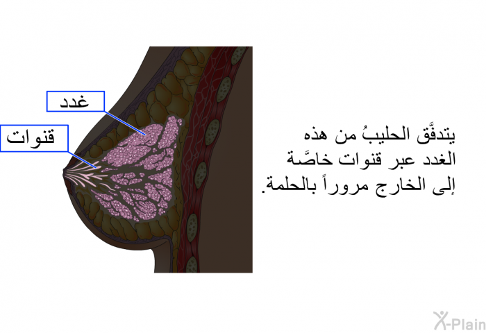 يتدفَّق الحليبُ من هذه الغدد عبر قنوات خاصَّة إلى الخارج مروراً بالحلمة.