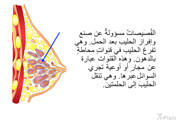 الفُصَيصاتُ مسؤولةٌ عن صنع وإفراز الحليب بعد الحمل. وهي تفرغ الحليب في قنواتٍ محاطةٍ بالدهون. وهذه القنوات عبارة عن مجارٍ أو أوعية تجري السوائل عبرها. وهي تنقل الحليبَ إلى الحلمتين.