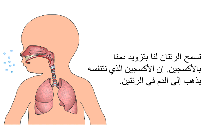 تسمح الرئتان لنا بتزويد دمنا بالأكسجين. إن الأكسجين الذي نتنفسه يذهب إلى الدم في الرئتين.