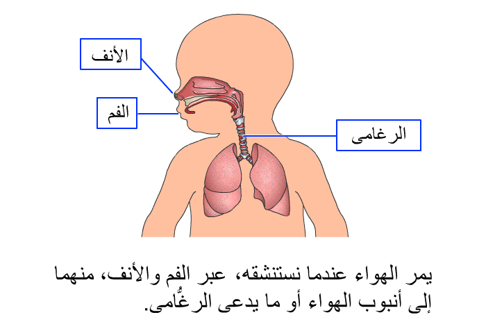 يمر الهواء عندما نستنشقه، عبر الفم والأنف، منهما إلى أنبوب الهواء أو ما يدعى الرُّغامى.