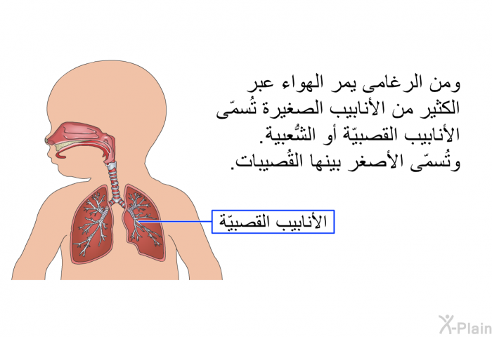 ومن الرغامى يمر الهواء عبر الكثير من الأنابيب الصغيرة تُسمّى الأنابيب القصبيّة أو الشُّعبية. وتُسمّى الأصغر بينها القُصيبات.