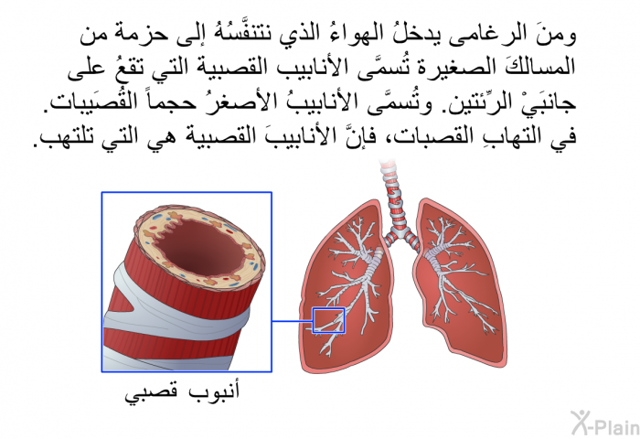 ومنَ الرغامى يدخلُ الهواءُ الذي نتنفَّسُهُ إلى حزمة من المسالكَ الصغيرة تُسمَّى الأنابيبَ القصبيةَ التي تقعُ على جانبَيْ الرِّئتين. وتُسمَّى الأنابيبُ الأصغرُ حجماً القُصَيبات. في التهابِ القصبات، فإنَّ الأنابيبَ القصبية هي التي تلتهب.