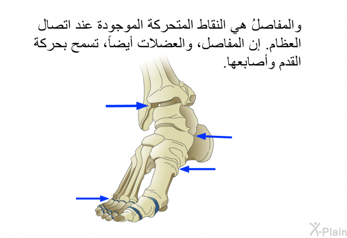 والمفاصلُ هي النقاط المتحركة الموجودة عند اتصال العظام. إن المفاصل، والعضلات أيضاً، تسمح بحركة القدم وأصابعها.