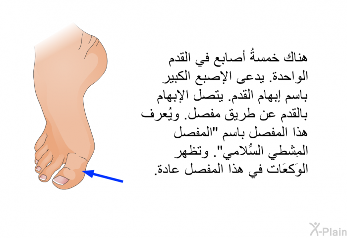هناك خمسةُ أصابع في القدم الواحدة. يدعى الإصبع الكبير باسم إبهام القدم. يتصل الإبهام بالقدم عن طريق مفصل. ويُعرف هذا المفصل باسم "المفصل المِشطي السُّلامي". وتظهر الوَكعَات في هذا المفصل عادة.