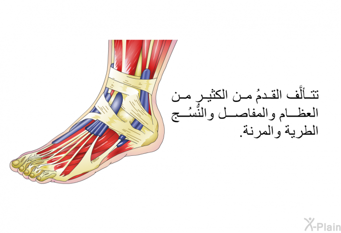 تتألَّف القدمُ من الكثير من العظام والمفاصل والنُّسُج الطرية والمرنة.
