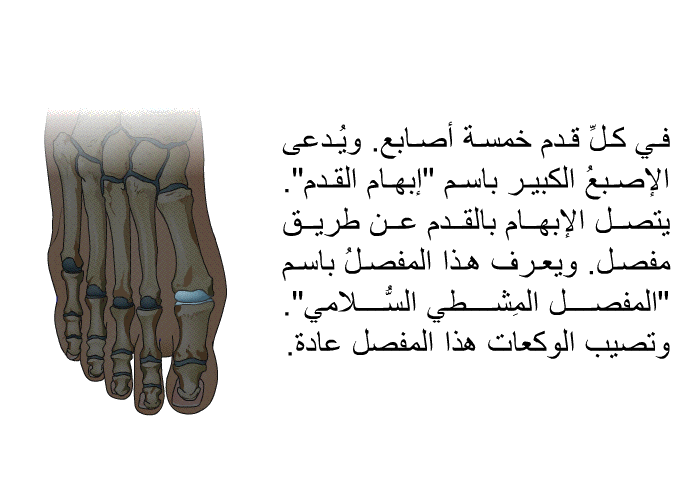 في كلِّ قدم خمسة أصابع. ويُدعى الإصبعُ الكبير باسم "إبهام القدم". يتصل الإبهام بالقدم عن طريق مفصل. ويعرف هذا المفصلُ باسم "المفصل المِشطي السُّلامي". وتصيب الوكعات هذا المفصل عادة.