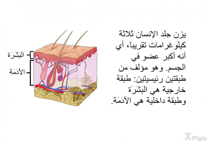 يزن جلد الإنسان ثلاثة كيلوغرامات تقريباً، أي أنه أكبر عضو في الجسم<B>. </B>وهو مؤلف من طبقتين رئيسيتين<B>: </B>طبقة خارجية هي البَشَرَة وطبقة داخلية هي الأدَمَة<B>.</B>