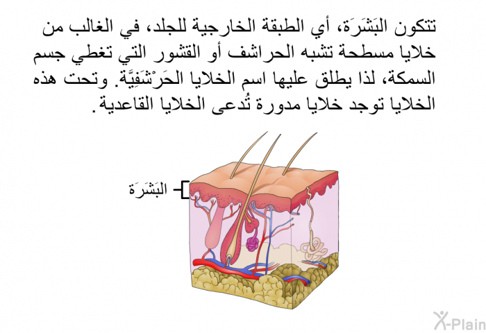 تتكون البَشَرَة، أي الطبقة الخارجية للجلد، في الغالب من خلايا مسطحة تشبه الحراشف أو القشور التي تغطي جسم السمكة، لذا يطلق عليها اسم الخلايا الحَرْشَفِيَّة<B>. </B>وتحت هذه الخلايا توجد خلايا مدورة تُدعى الخلايا القاعدية<B>.</B>