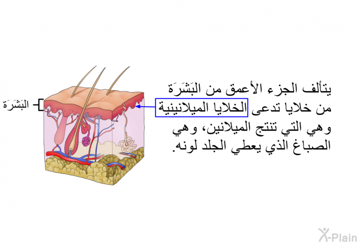 يتألف الجزء الأعمق من البَشَرَة من خلايا تدعى الخلايا الميلانينية وهي التي تنتج الميلانين، وهي الصباغ الذي يعطي الجلد لونه<B>.</B>