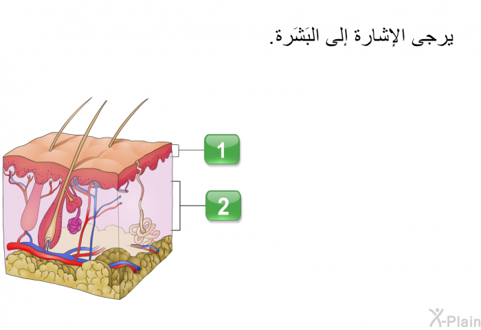 يرجى الإشارة إلى البَشَرة<B>.</B>