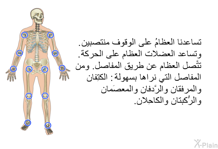 تساعدنا العظامُ على الوقوف منتصبين. وتساعد العضلات العظام على الحركة. تتَّصل العظام عن طريق المفاصل. ومن المفاصل التي نراها بسهولة: الكتِفان والمرفقان والرَّدفان والمعصَمان والرُّكبتان والكاحِلان.
