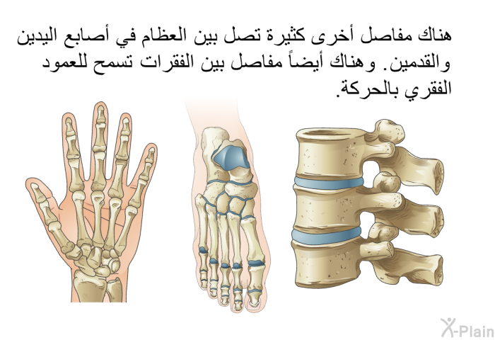هناك مفاصل أخرى كثيرة تصل بين العظام في أصابع اليدين والقدمين. وهناك أيضاً مفاصل بين الفقرات تسمح للعمود الفقري بالحركة.