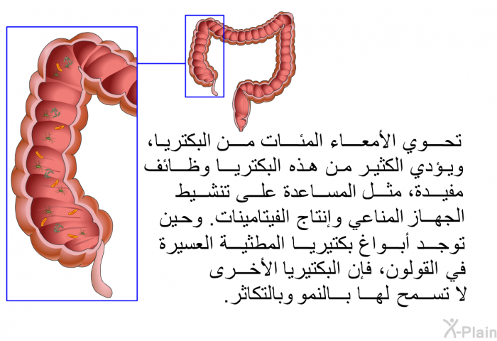 تحوي الأمعاء المئات من البكتريا، ويؤدي الكثير من هذه البكتريا وظائف مفيدة، مثل المساعدة على تنشيط الجهاز المناعي وإنتاج الفيتامينات. وحين توجد أبواغ بكتيريا المطثية العسيرة في القولون، فإن البكتيريا الأخرى لا تسمح لها بالنمو وبالتكاثر.