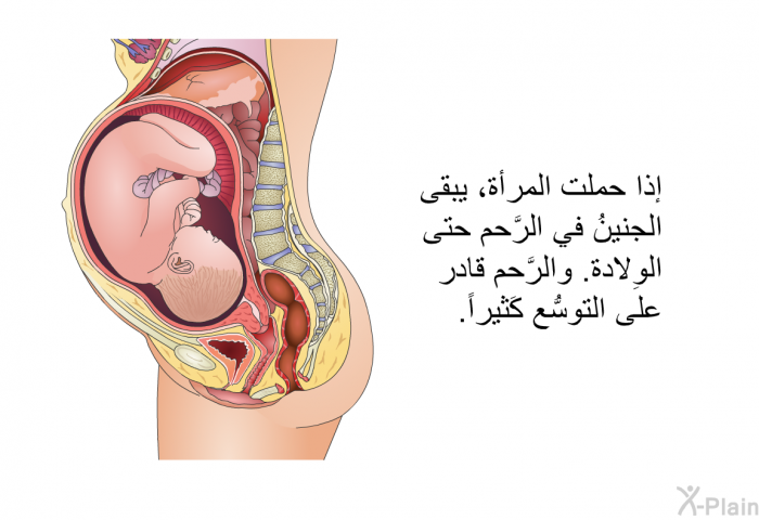 إذا حملت المرأة، يبقى الجنينُ في الرَّحم حتى الوِلادة. والرَّحم قادرٌ على التوسُّع كَثيراً.
