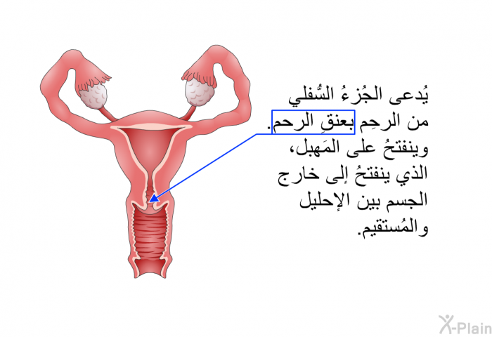 يُدعى الجُزءُ السُّفلي من الرحِم بعنقِ الرحم. وينفتحُ على المَهبل، الذي ينفتحُ إلى خارج الجسم بين الإحليل والمُستقيم.