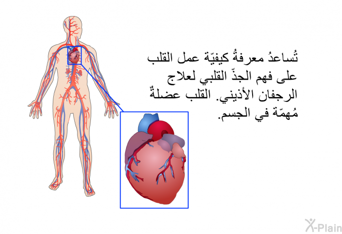 تُساعدُ معرفةُ كيفيّة عمل القلب على فهم الجذّ القلبي لعلاج الرجفان الأذيني. القلب عضلةٌ مُهمّة في الجسم.