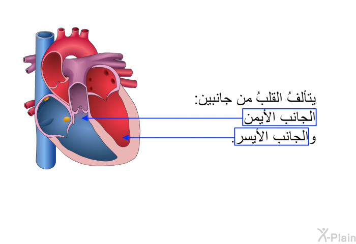 يتألفُ القلبُ من جانبين: الجانب الأيمن والجانب الأيسر.