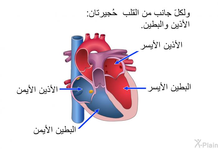 ولكلّ جانب من القلب حُجيرتان: الأذين والبطين.