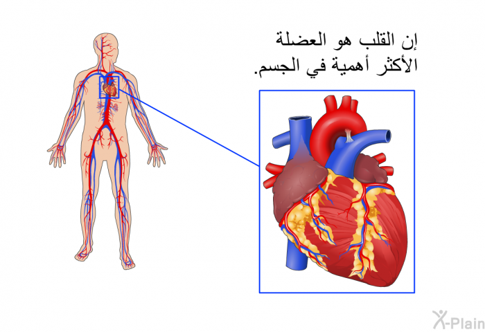 إن القلب هو العضلة الأكثر أهمية في الجسم.
