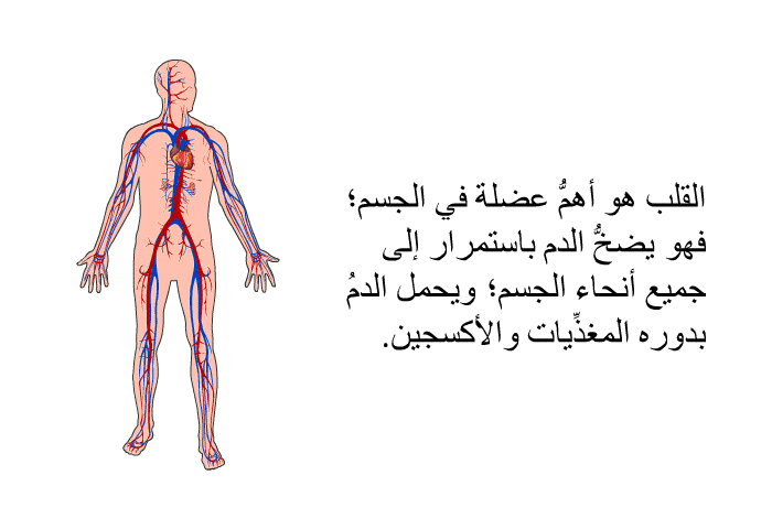 القلب هو أهمُّ عضلة في الجسم؛ فهو يضخُّ الدم باستمرار إلى جميع أنحاء الجسم؛ ويحمل الدمُ بدوره المغذِّيات والأكسجين.