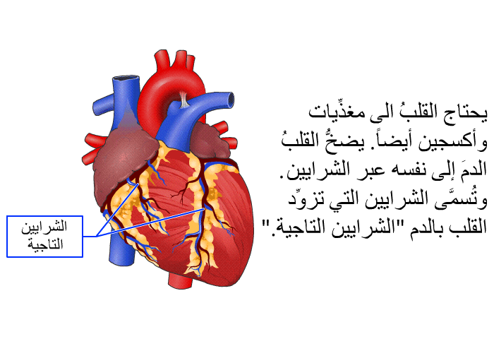 يحتاج القلبُ الى مغذِّيات وأكسجين أيضاً. يضخُّ القلبُ الدمَ إلى نفسه عبر الشرايين. وتُسمَّى الشرايين التي تزوِّد القلب بالدم "الشرايين التاجية".