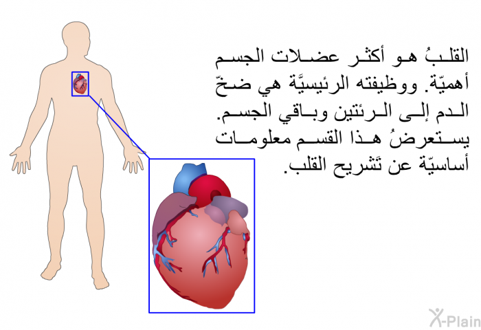 القلبُ هو أكثر عضلات الجسم أهميّة. ووظيفته الرئيسيَّة هي ضخّ الدم إلى الرئتين وباقي الجسم. يستعرضُ هذا القسم معلومات أساسيّة عن تَشريح القلب.