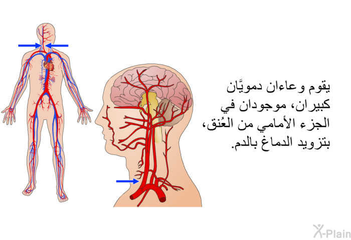 يقوم وعاءان دمويَّان كبيران، موجودان في الجزء الأمامي من العُنق، بتزويد الدماغ بالدم.