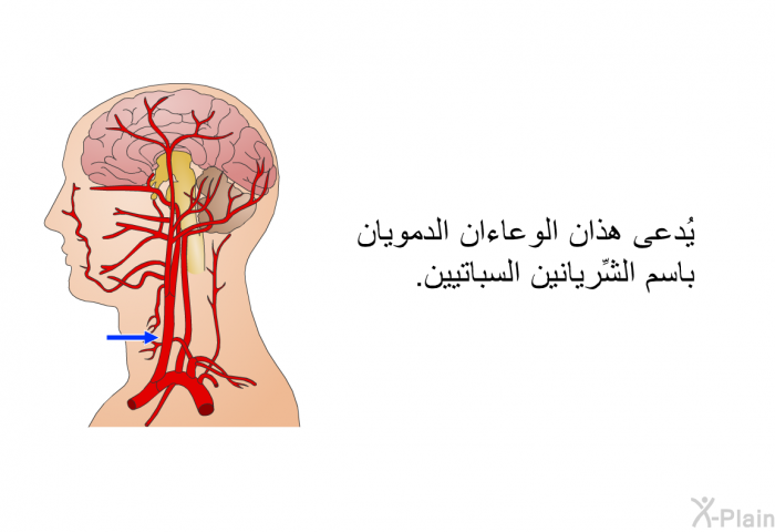 يُدعى هذان الوعاءان الدمويان باسم الشِّريانين السباتيين.