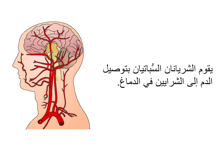 يقوم الشريانان السُّباتيان بتوصيل الدم إلى الشرايين في الدماغ.