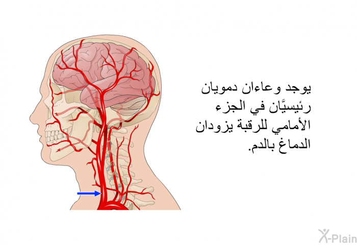 يوجد وعاءان دمويان رئيسيَّان في الجزء الأمامي للرقبة يزودان الدماغ بالدم.