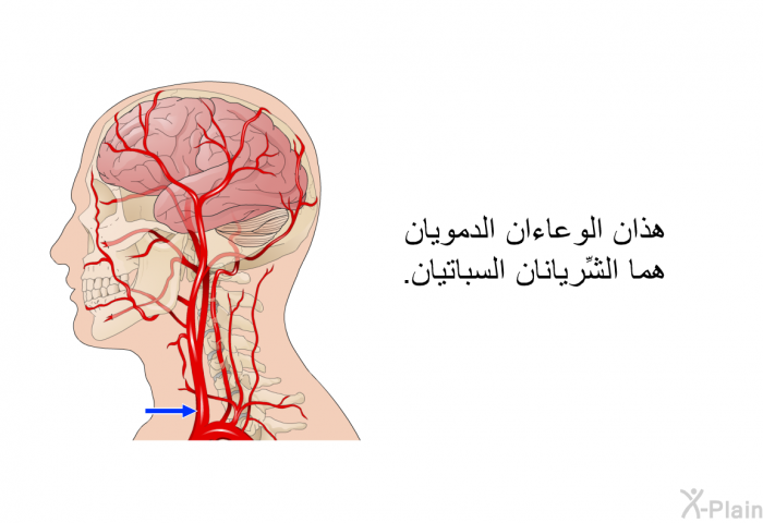 هذان الوعاءان الدمويان هما الشِّريانان السباتيان.