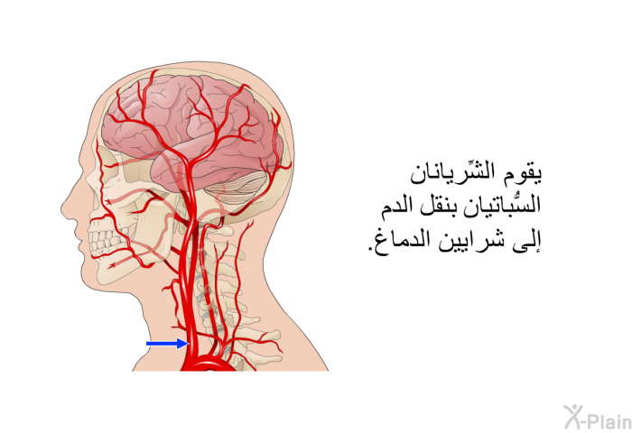 يقوم الشِّريانان السُّباتيان بنقل الدم إلى شرايين الدماغ.