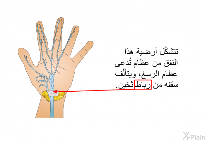 تتشكَّل أرضية هذا النفق من عظام تُدعى عظام الرسغ، ويتألَّف سقفه من رباط ثخين<B>.</B>