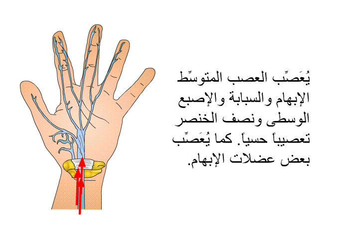 يُعَصِّب العصب المتوسِّط الإبهام والسبابة والإصبع الوسطى ونصف الخنصر تعصيباً حسياً<B>. </B>كما يُعَصِّب بعض عضلات الإبهام<B>. </B>