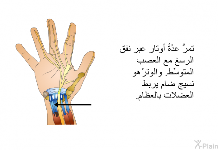 تمرُّ عدَّةُ أوتار عبر نفق الرسغ مع العصب المتوسِّط. والوترُ هو نسيج ضام يربط العضلات بالعظام.