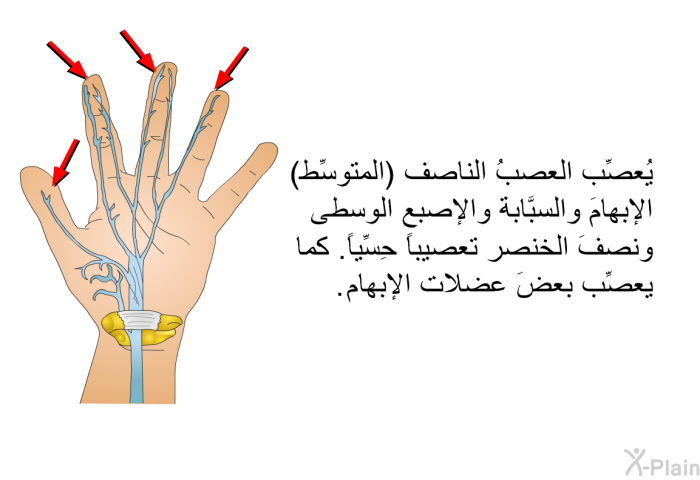 يُعصِّب العصبُ الناصف <B>(</B>المتوسِّط<B>) </B>الإبهامَ والسبَّابة والإصبع الوسطى ونصفَ الخنصر تعصيباً حِسِّياً<B>. </B>كما يعصِّب بعضَ عضلات الإبهام<B>.</B>
