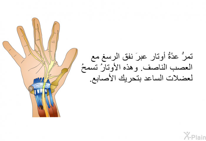 تمرُّ عدَّةُ أوتار عبرَ نفق الرسغ مع العصب الناصف. وهذه الأوتارُ تسمحُ لعضلات الساعد بتحريك الأصابع.