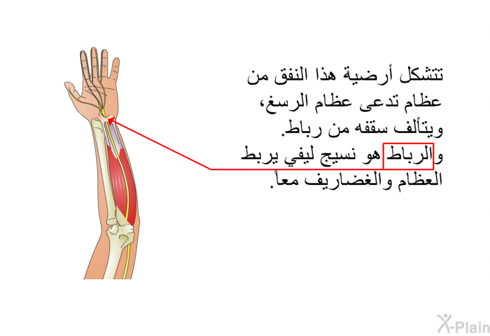 تتشكل أرضية هذا النفق من عظام تدعى عظام الرسغ، ويتألف سقفه من رباط<B>. </B>والرباط هو نسيج ليفي يربط العظام والغضاريف معاً<B>. </B>