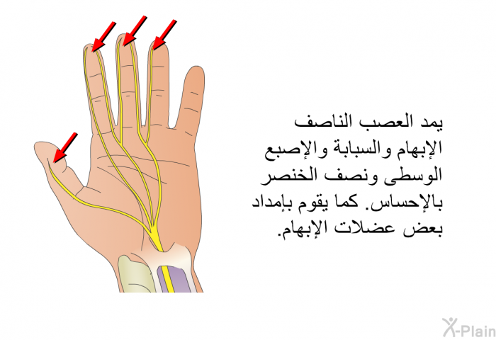 يمد العصب الناصف الإبهام والسبابة والإصبع الوسطى ونصف الخنصر بالإحساس<B>. </B>كما يقوم بإمداد بعض عضلات الإبهام<B>. </B>