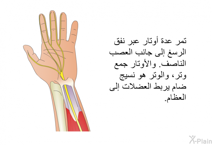 تمر عدة أوتار عبر نفق الرسغ إلى جانب العصب الناصف<B>. </B>والأوتار جمع وتر، والوتر هو نسيج ضام يربط العضلات إلى العظام<B>. </B>
