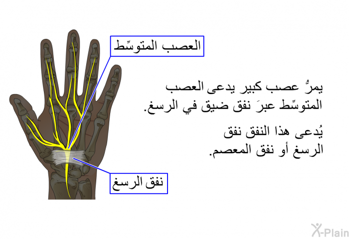 يمرُّ عصب كبير يدعى العصب المتوسِّط عبرَ نفق ضيق في الرسغ. يُدعى هذا النفقُ نفقَ الرسغ أو نفق المعصم.