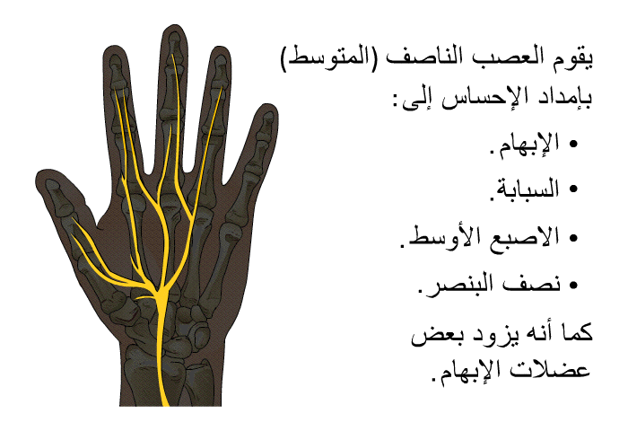يقوم العصب الناصف (المتوسط) بإمداد الإحساس إلى:  الإبهام. السبابة. الاصبع الأوسط. نصف البنصر.  
 كما أنه يزود بعض عضلات الإبهام.