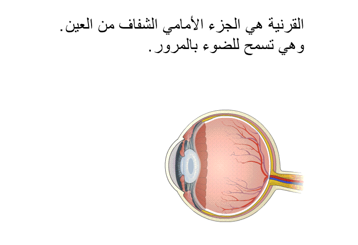 القرنية هي الجزء الأمامي الشفاف من العين. وهي تسمح للضوء بالمرور.