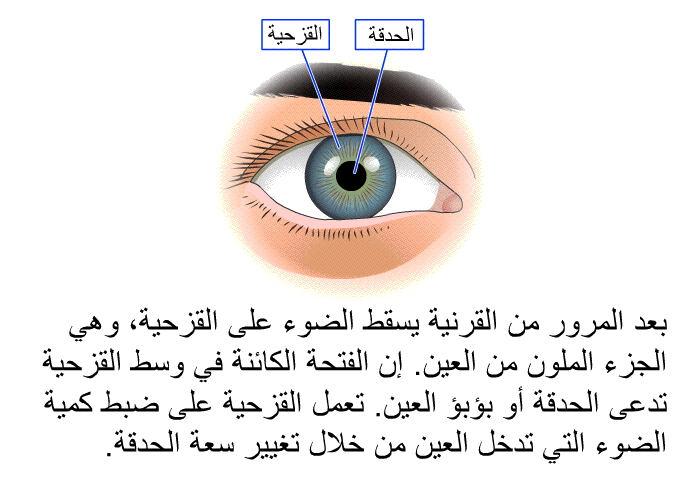 بعد المرور من القرنية يسقط الضوء على القزحية، وهي الجزء الملون من العين. إن الفتحة الكائنة في وسط القزحية تدعى الحدقة أو بؤبؤ العين. تعمل القزحية على ضبط كمية الضوء التي تدخل العين من خلال تغيير سعة الحدقة.