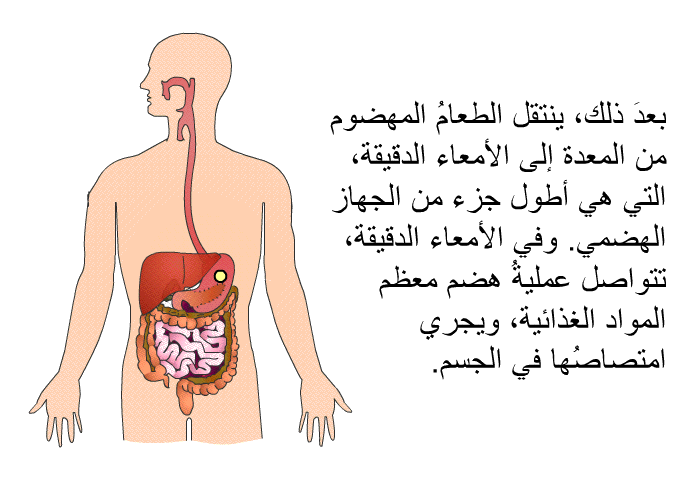 بعدَ ذلك، ينتقل الطعامُ المهضوم من المعدة إلى الأمعاء الدقيقة، التي هي أطول جزء من الجهاز الهضمي. وفي الأمعاء الدقيقة، تتواصل عمليةُ هضم معظم المواد الغذائية، ويجري امتصاصُها في الجسم.