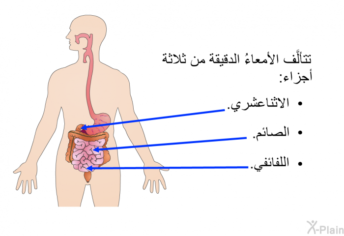 تتألَّف الأمعاءُ الدقيقة من ثلاثة أجزاء:   الاثناعشري.  الصائم.  اللفائفي.